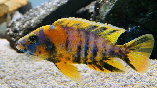 Aulonocara nyassae -OB Peacock
