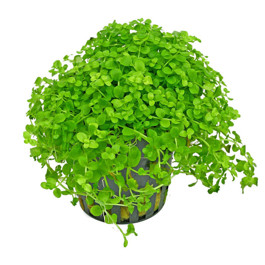 Micranthemum monte carlo - Monte Carlo Potted