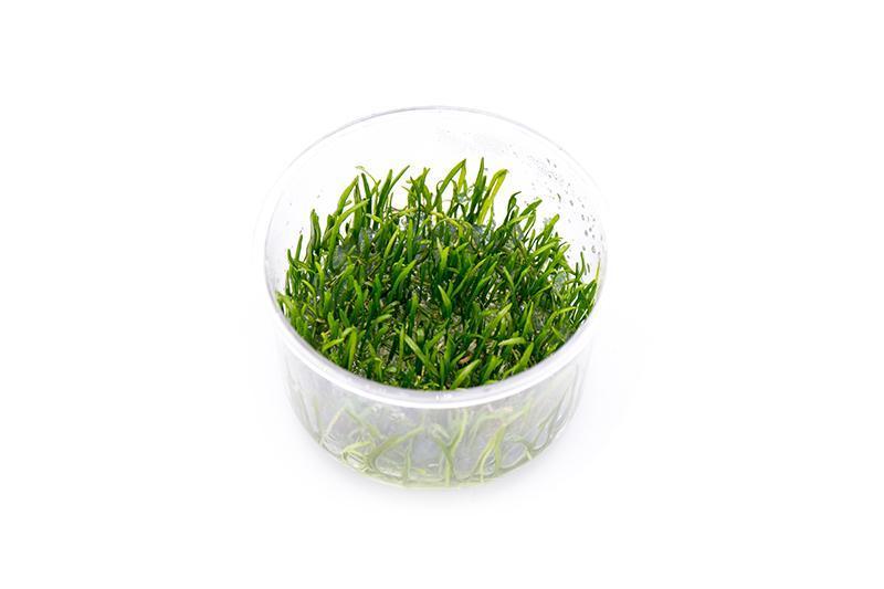Micro Chain Sword(Lilaeopsis Novaezelandiae) T/C CUP