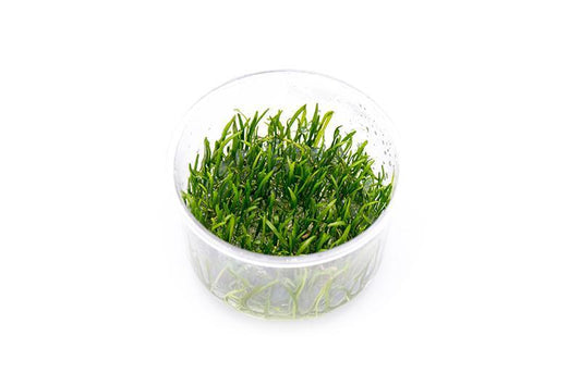 Micro Chain Sword(Lilaeopsis Novaezelandiae) T/C CUP
