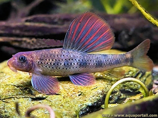 Purple Sailfin Gudgeon (Microphysogobio tafangensis)