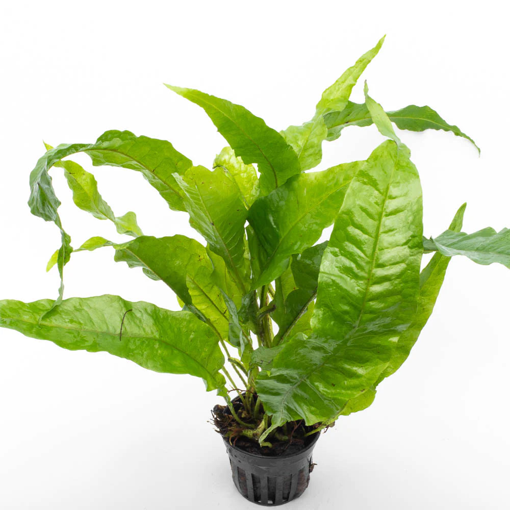 Microsorum pteropus Broad Leaf