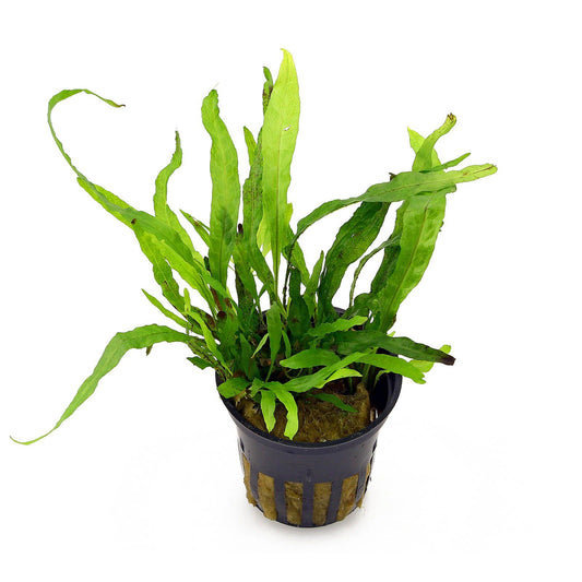 Microsorum pteropus sp. Narrow mini