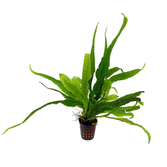 Microsorum pteropus sp. Phillipines