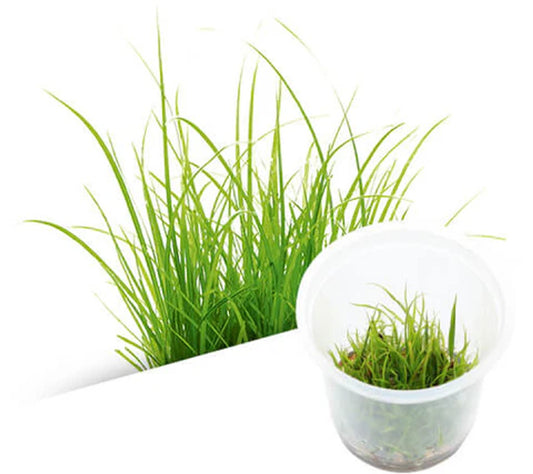 IC031 Cyperus helferi