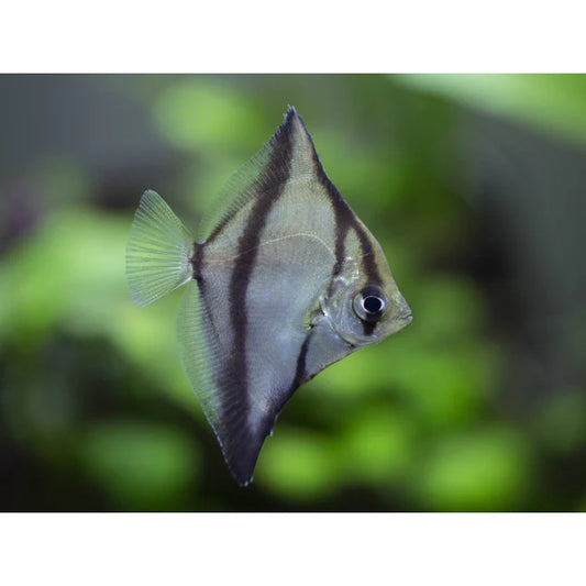 Mono Fish (Monodactylus Sebae)Tank bred Full freshwater