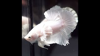 Super White Dumbo Halfmoon Plakat Betta