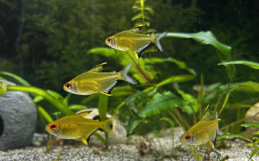 Lemon Tetra (Hyphessobrycon Pulchripinnis)