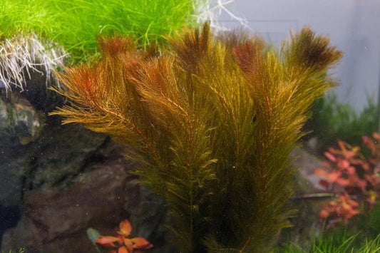 Myriophyllum Tuberculatum