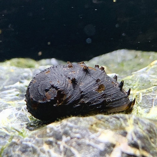 King Koopa Snail (Neritina Juttingae)