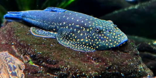 NK1 Blue Tail Borneo Hillstream Loach（Gastromyzon ornaticauda）（SUPER RARE!!!)