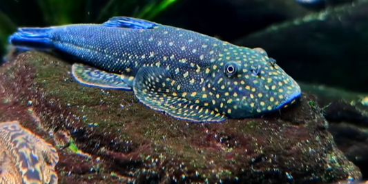 NK1 Blue Tail Borneo Hillstream Loach（Gastromyzon ornaticauda）