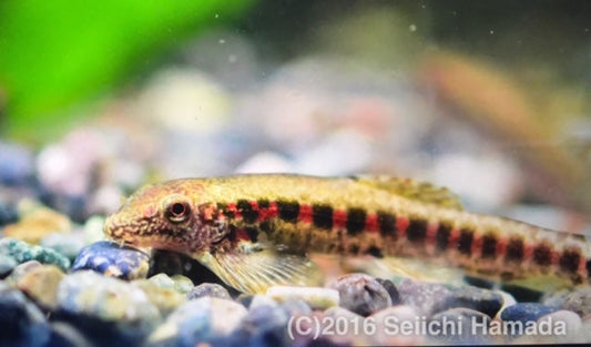 Beautiful Red Spotted loach (Erromyzon kalotaeina)