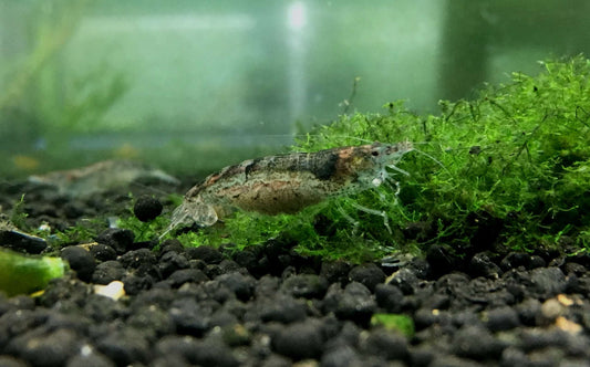 Australian Amano Shrimp