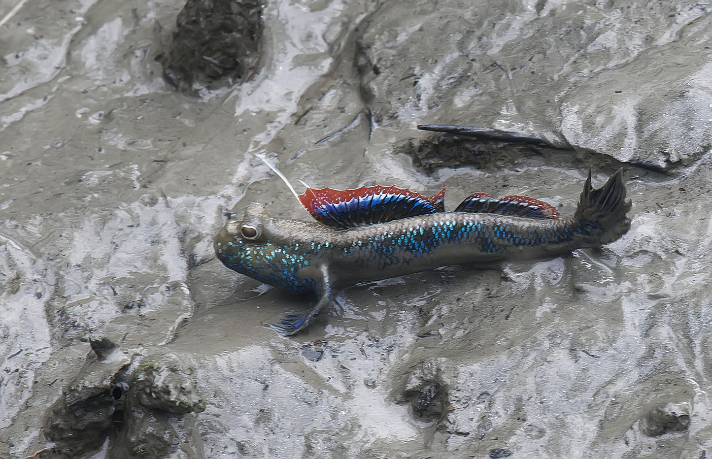 Asian Blue Mudskipper (Periophthalmodon Septemradiatus)