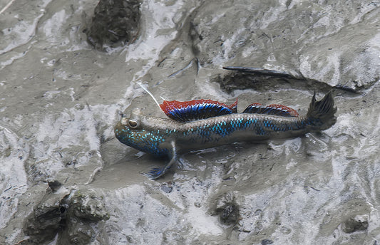 Asian Blue Mudskipper (Periophthalmodon Septemradiatus)