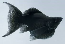 Black Balloon Molly Lyretail (Poecilia sphenops)