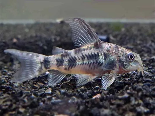 Peppered Corydoras (Corydoras Paleatus )