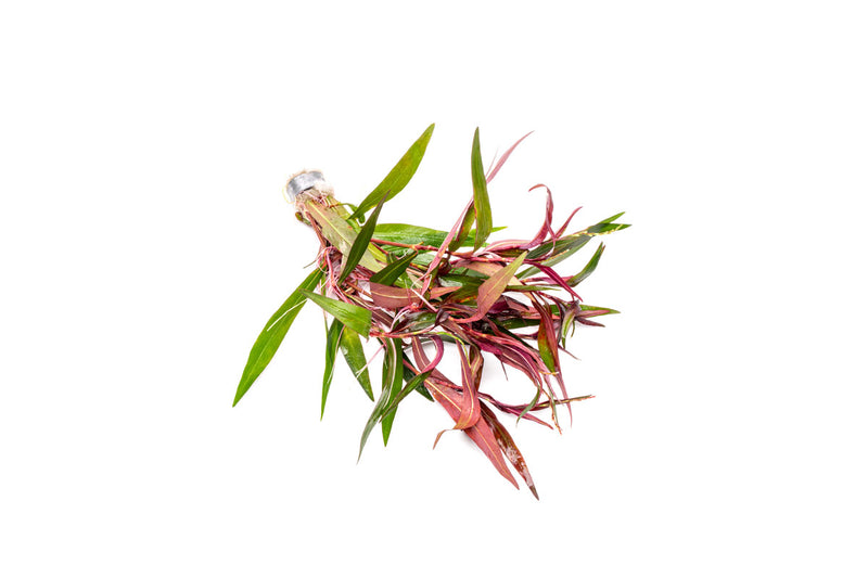 Persicaria hydropiper
