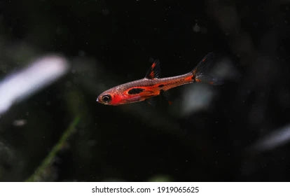 Merah Rasbora Phoenix Rasbora (Boraras Merah) – Aquapets ( KowloonAquarium)