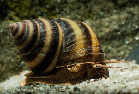Piano Snail (Taia shanensis)