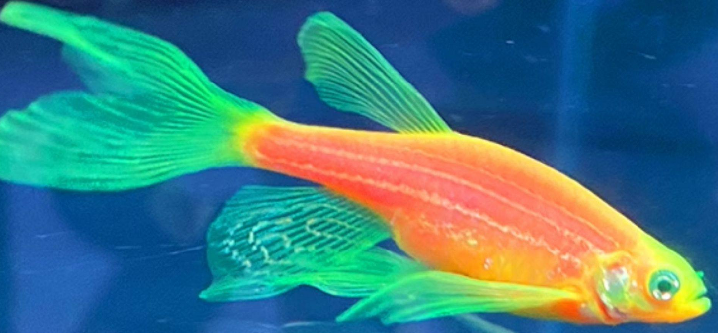 Electric Green Pink Longfin Danio (Brachydanio Rerio)