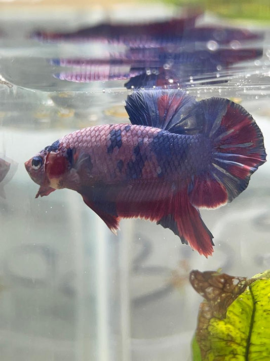 pink valentine betta