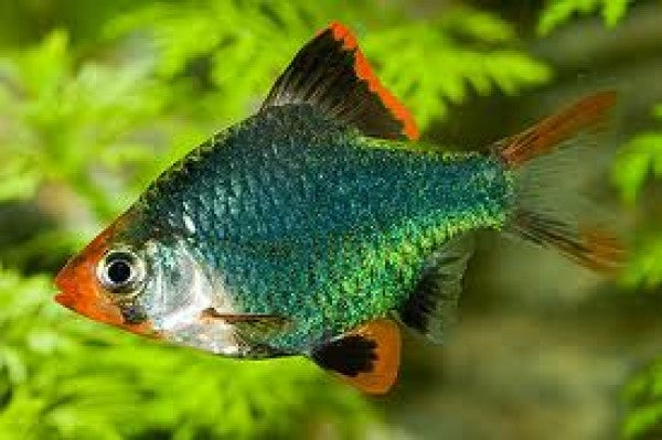 Green tiger barb