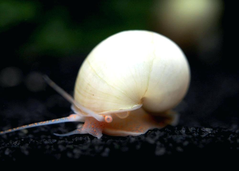 Ivory mystery snail