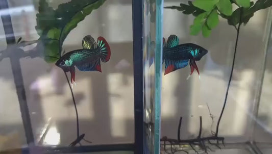 Imbellis betta