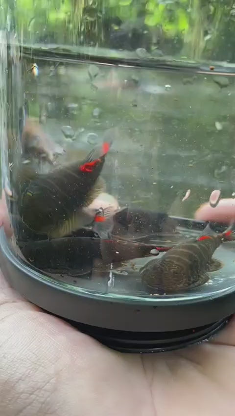 Double Red Borneo Sucker (New Species!!)- Gastromyzon sp.