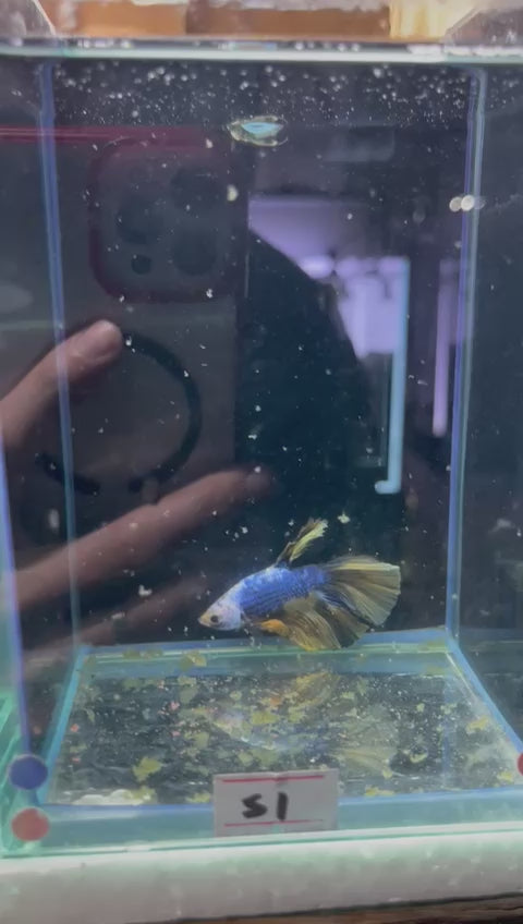 Koi Galaxy Halfmoon Betta