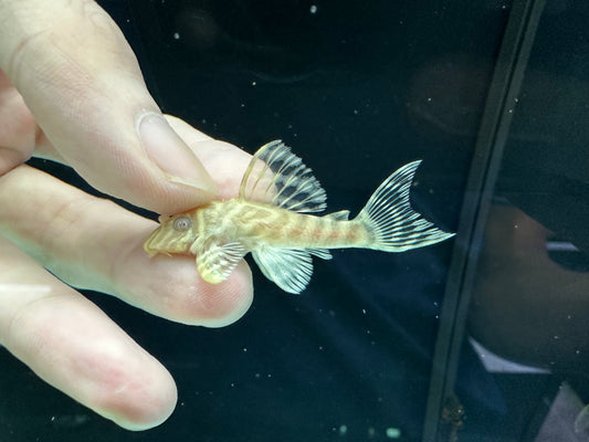 L333 Albino Yellow King Tiger Pleco(Hypancistrus sp.)