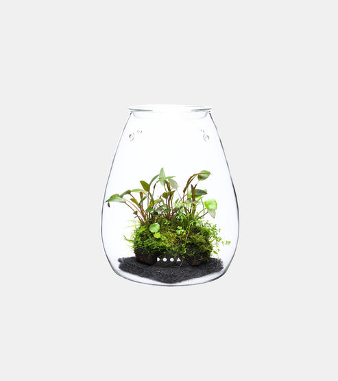 DOOA Glass Pot Shizuku
