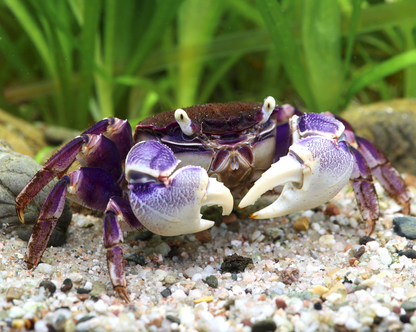 Blue Spider Crab (Neosarmatium rotundifrons)