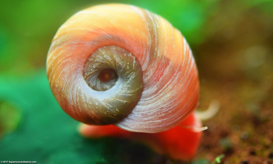 Red Ramshorn Snail (Planorbis Rubrum)