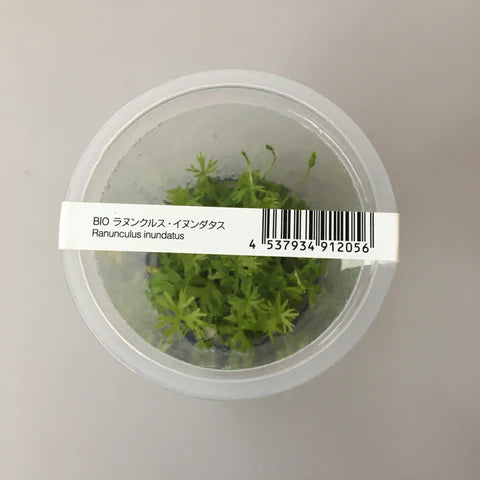 IC296	Ranunculus inundatus