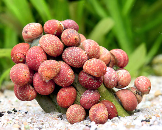 Red Pumpkin Nerite (Neritina sp.)