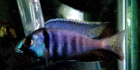 Deep water hap (Placidochromis electra)