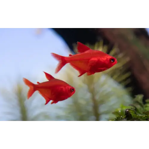 Cherry fin tetra(CAPTIVE BRED)- Hyphessobrycon sp. Cherry fin tetra