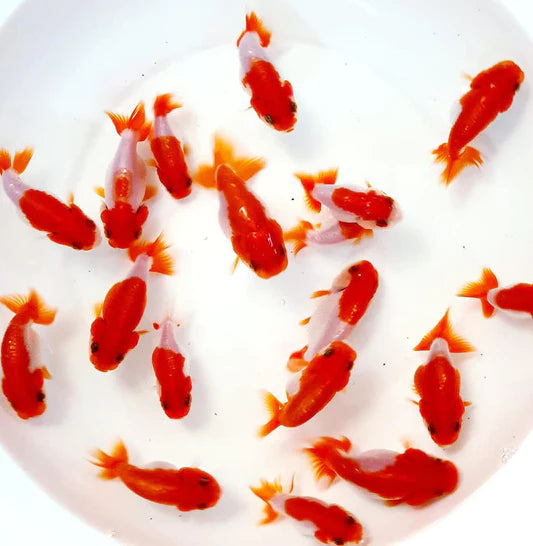Red White Ranchu