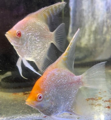 Albino Red Cap Diamond Angelfish (Pterophyllum scalare )