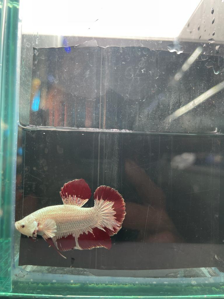 Red Dragon betta