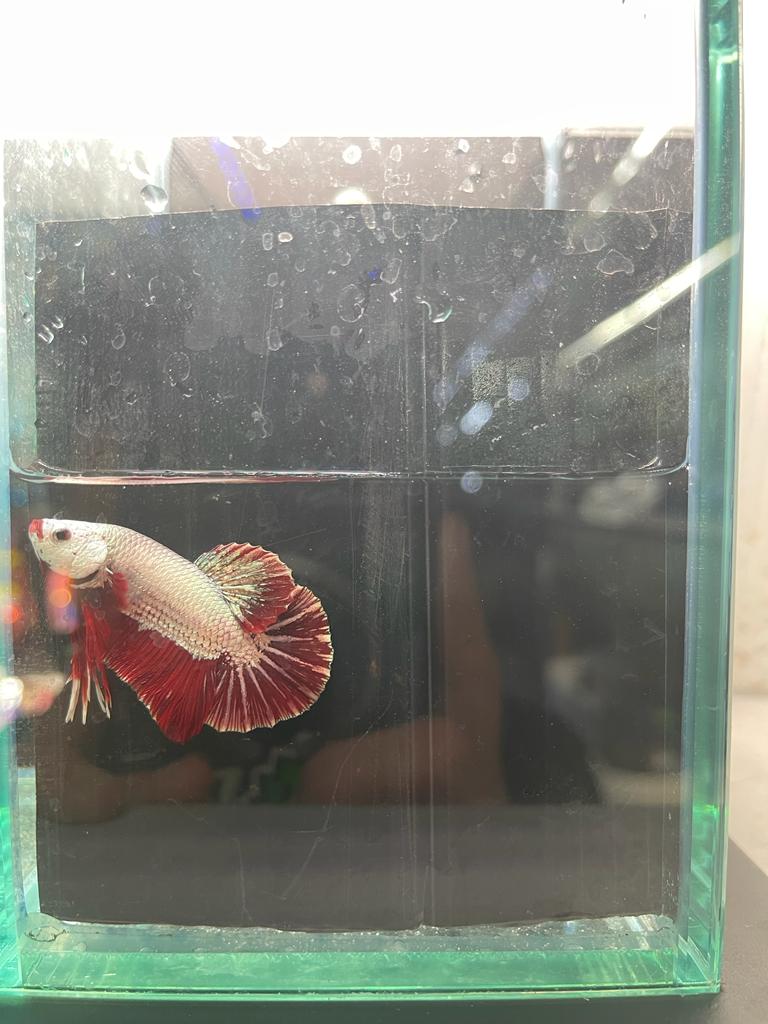 Red Dragon betta