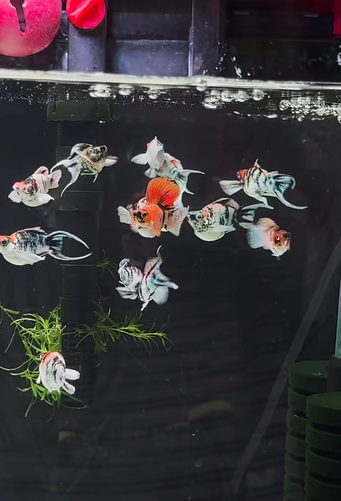 Red Head Hifin Lyretail Balloon Molly (Pair)