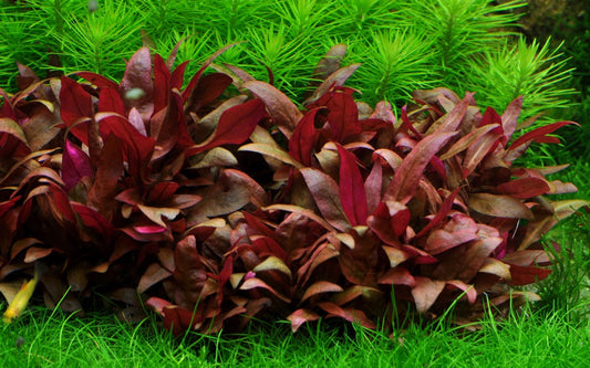Alternanthera reineckii Mini