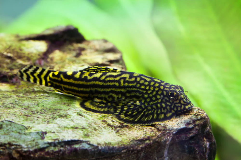 Tiger Hillstream Loach (Sewellia Lineolata)