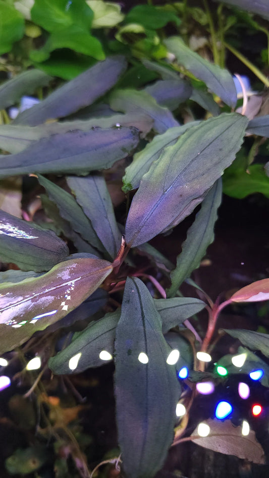 Bucephalandra Theia #3