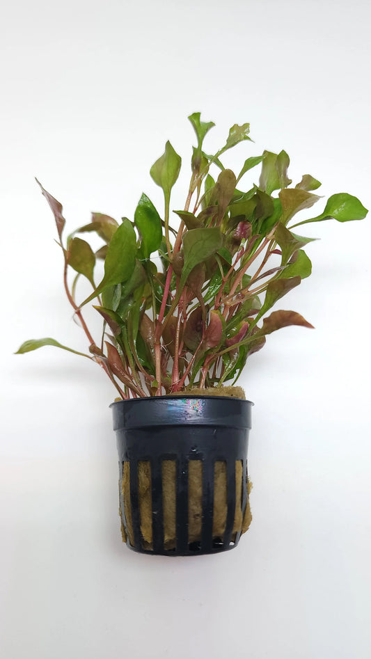 Alternanthera bettzickiana red