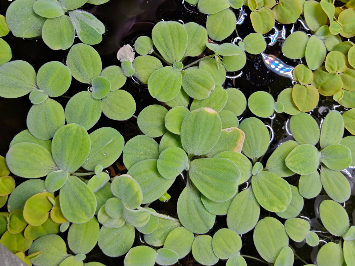 Pistia stratiotes - Water lettuce